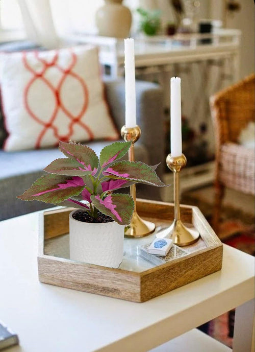 3er Set Kunstpflanze Deko Kunstpflanze klein Pflanzen im Keramiktopf Kunstpflanze Dekoration Modern für Home Office Badezimmer Küche und Innendekoration